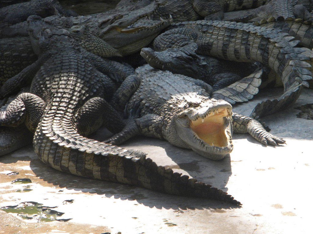 Crocodiles en sacs, Vietnam