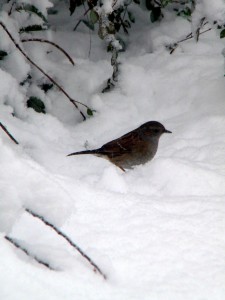 Accenteur mouchet dans la neige