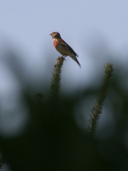 Linotte mélodieuse