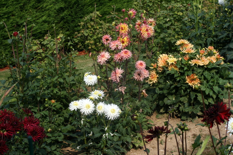 Forêt de dahlias