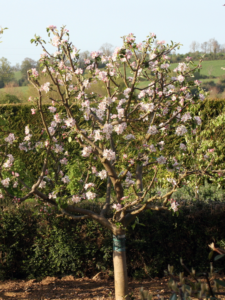 Pommier en fleur