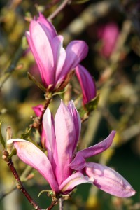 Magnolia