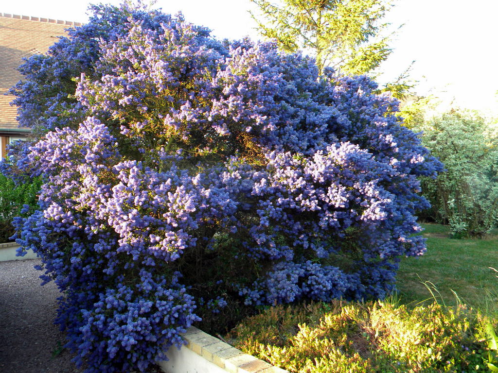 Le céanothe bleu, gloire de mon jardin