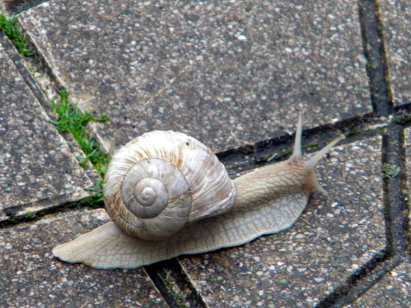 Escargot