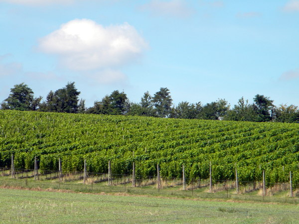 L'unique vignoble normand