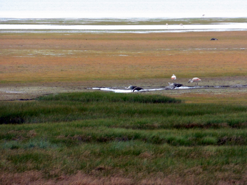 Oies et flamants roses