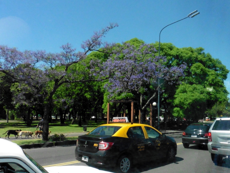 Taxis, jacarandas et promeneurs de chiens