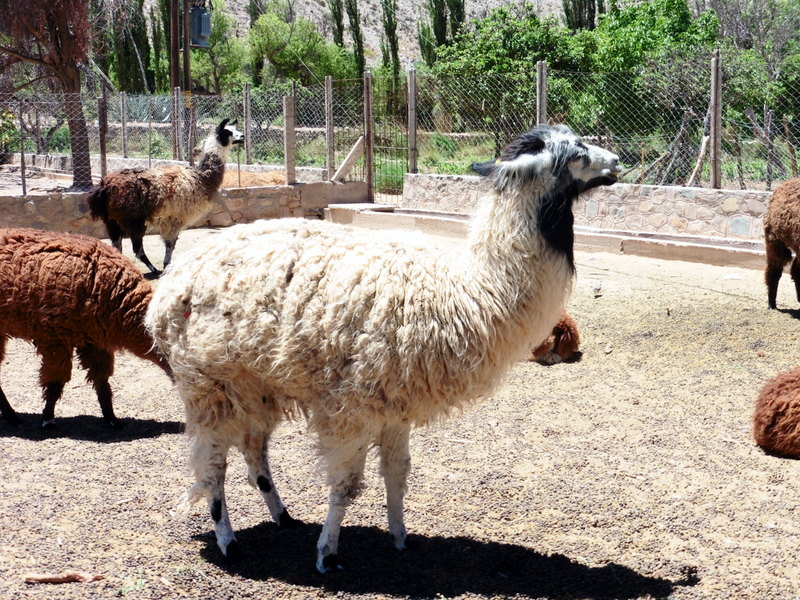 Troupeau de lamas domestiques