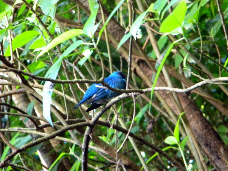 Petit passereau bleu