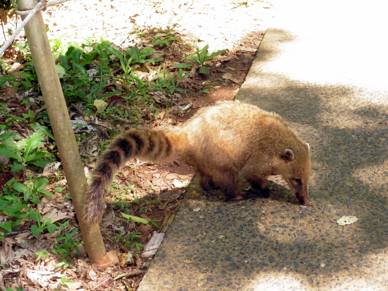 Coati-2