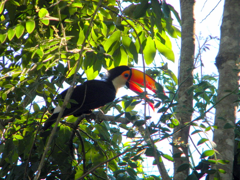 Toucan