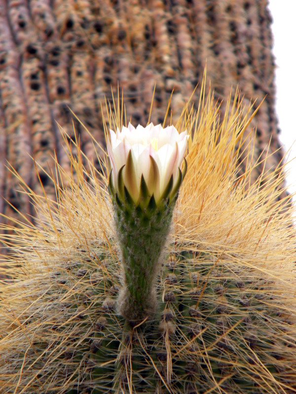 Fleur de cactus-candélabre