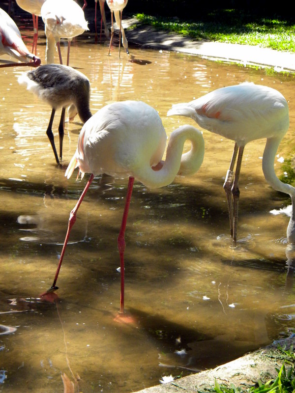 Flamants roses