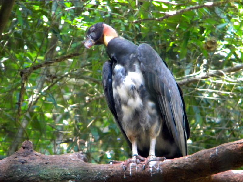 Rapace diurne