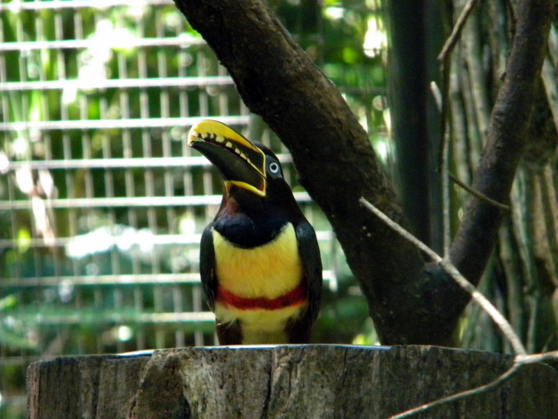 Toucan