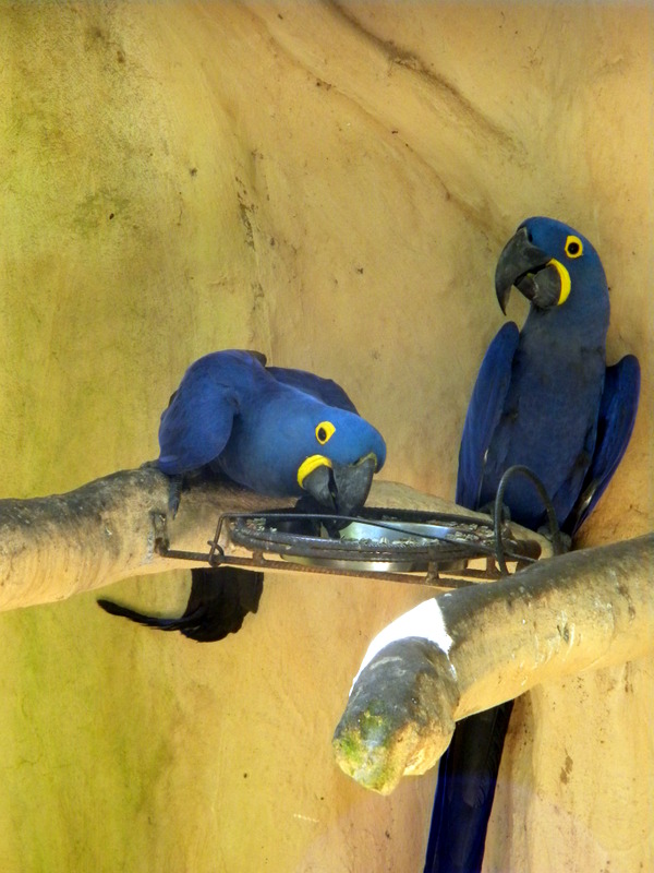 Perroquets bleus-3