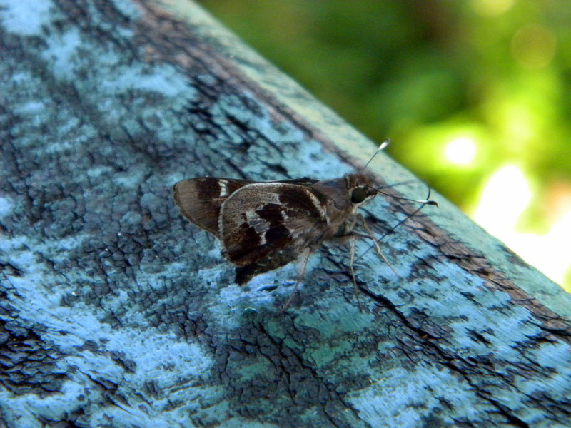 Papillon-3