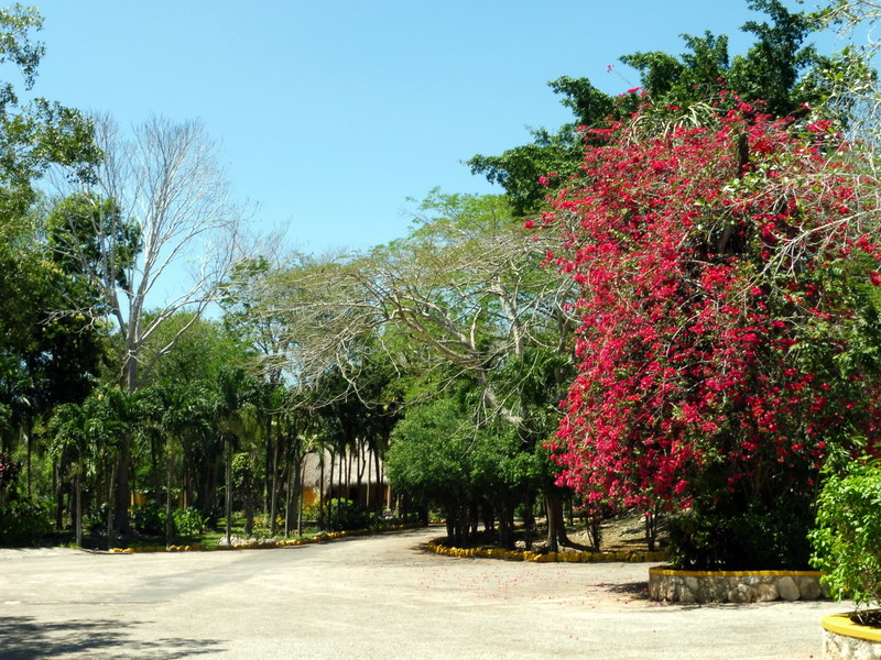 Le jardin botanique (2)