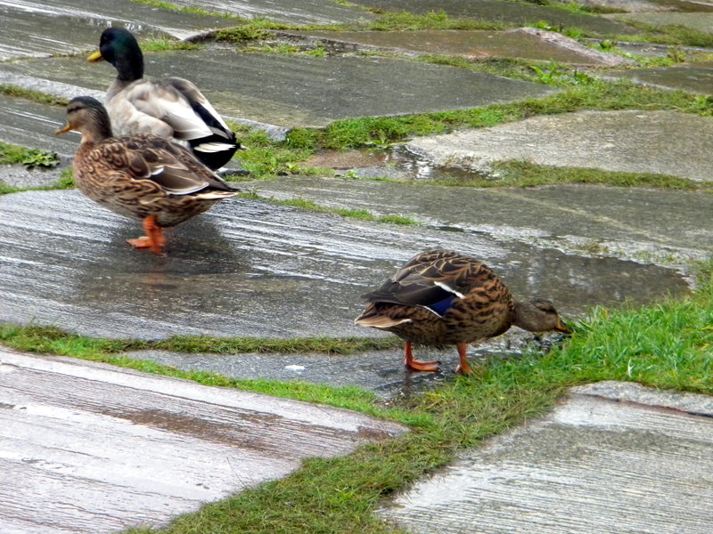 Les canards