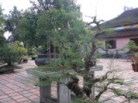 jardin bonzai.jpg