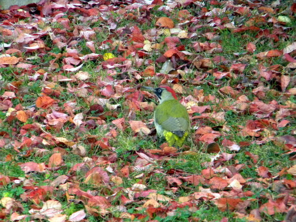 Pivert parmi les feuilles mortes