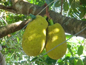 La ronde des fruits, Vietnam