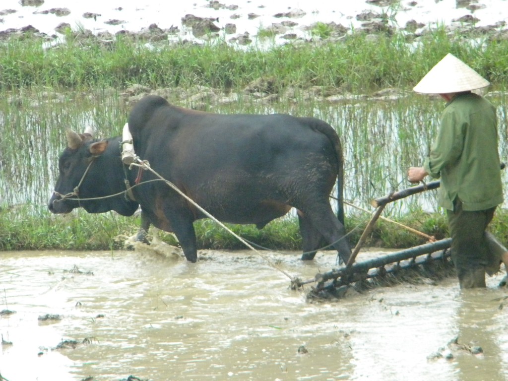 Travaux des champs; Vietnam