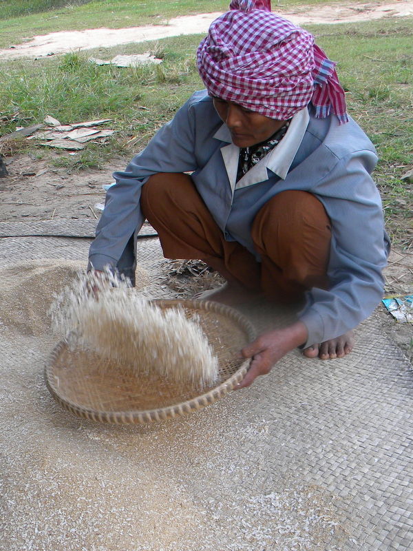 séchage du riz, Mékong, Cambodge