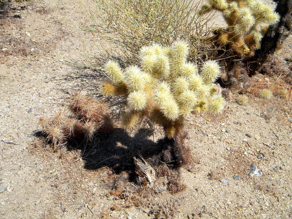 Teddy Bear Cholla Tree