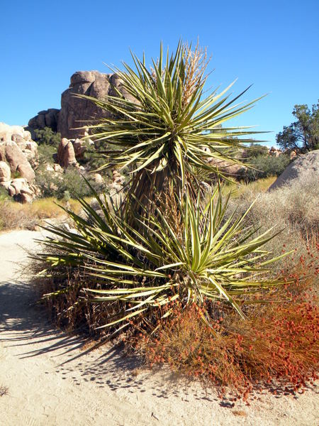 Une agave