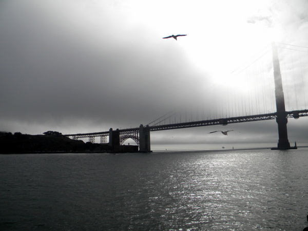 Le Golden Gate dans la brume 2