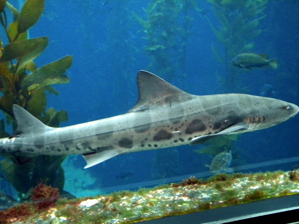 Un requin