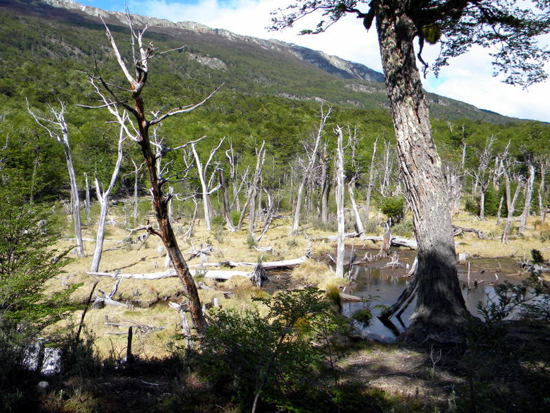 Arbres détruits par les castors