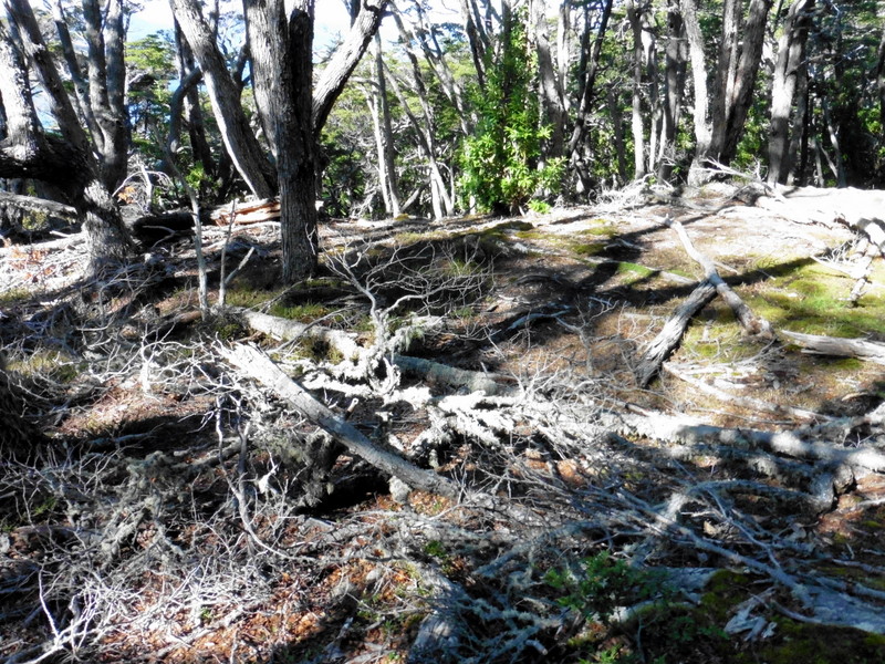 Arbres morts à cause du vent