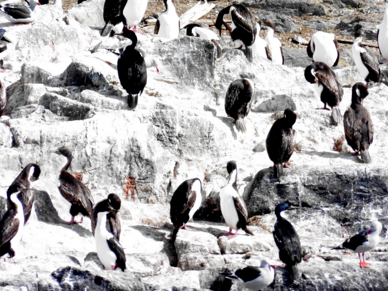 Cormorans