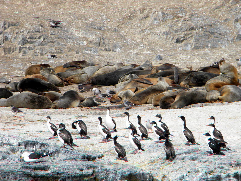 Cormorans et lions de mer