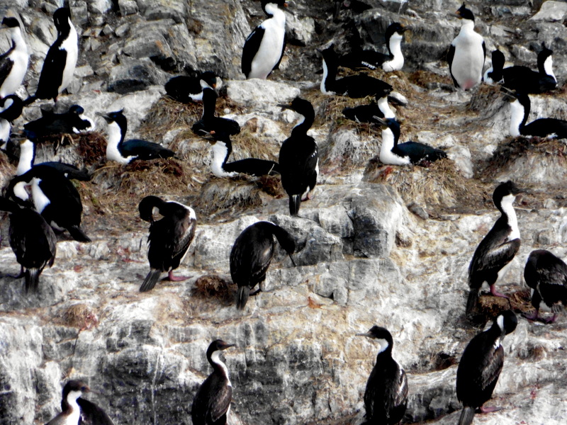 Cormorans sur leurs nids