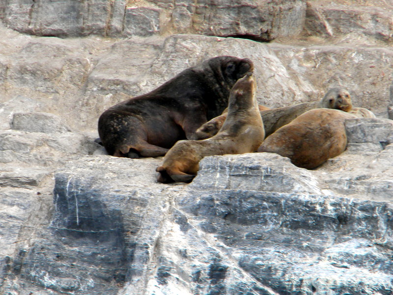 Famille de lions de mer