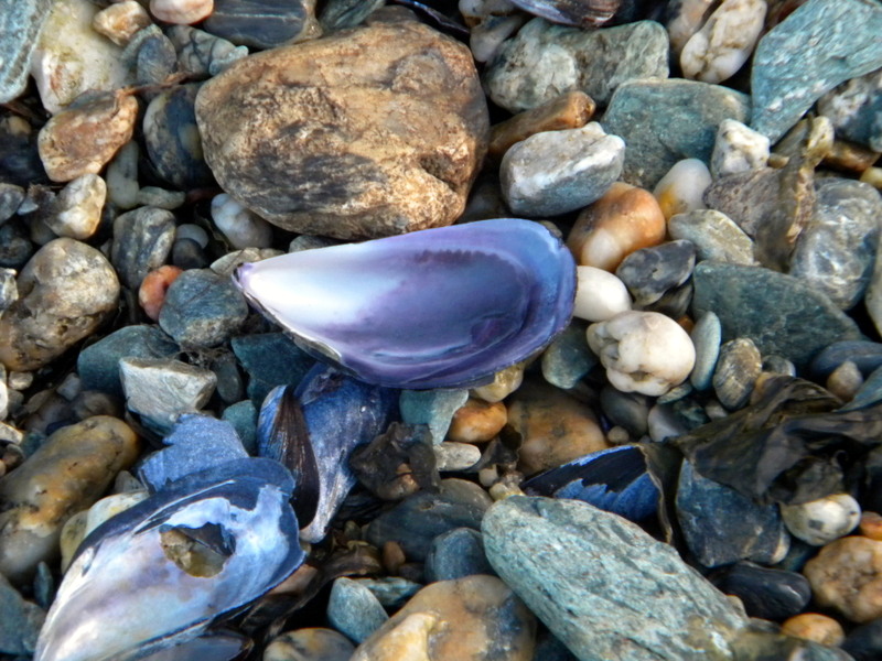 Moules sur le rivage