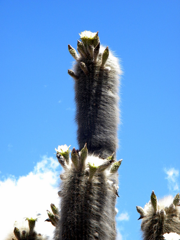 Cactus en fleur