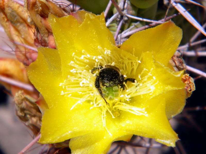 Insecte butinant une fleur de cactus