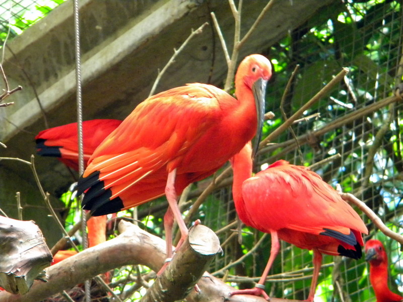 Couple d'ibis rouges