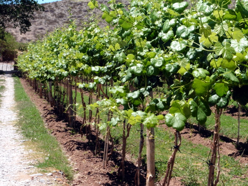 Le vignoble de Payogasta