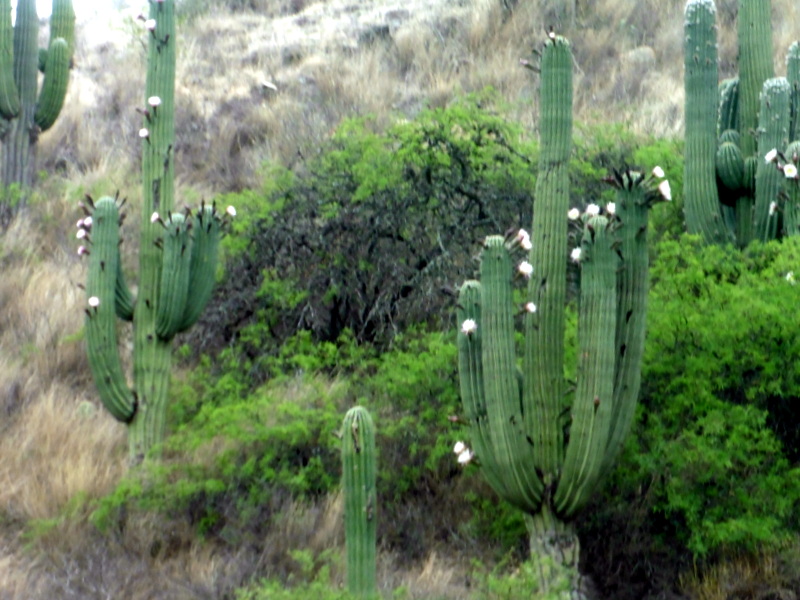 Cactus-candélabres