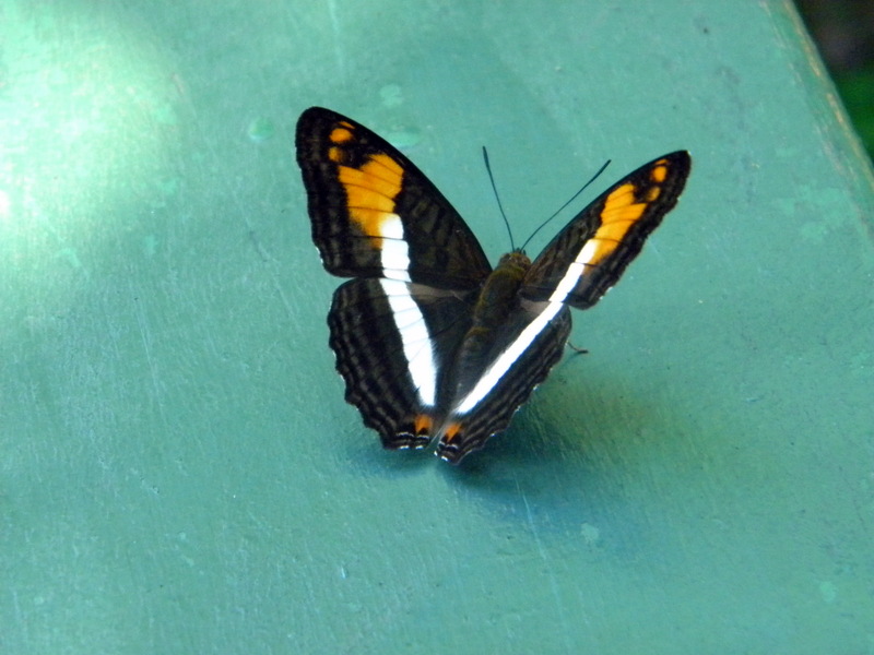 Papillon-2
