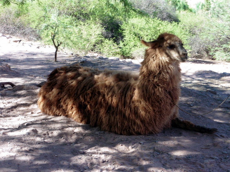 Lama domestique