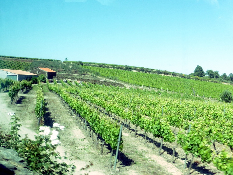 Vignoble de Porto