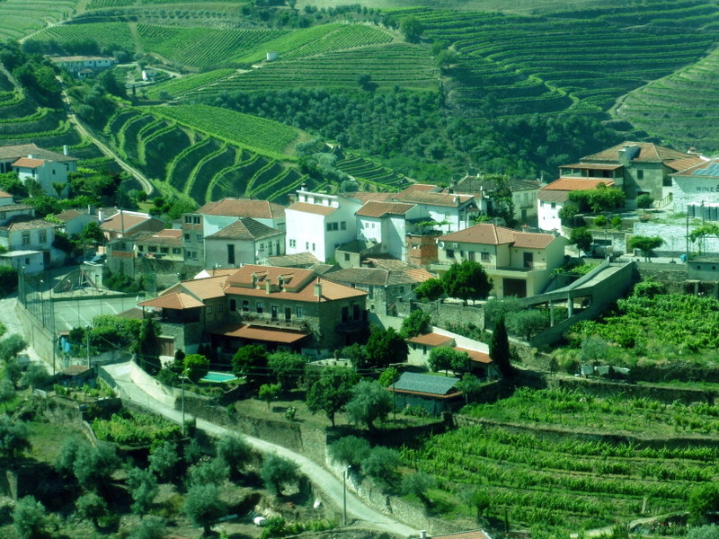 Le vignoble du porto