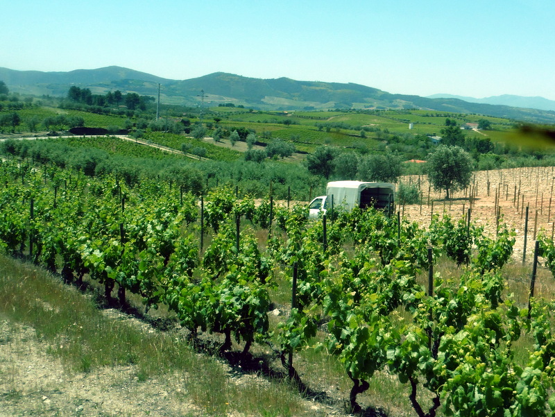 Le vignoble de la quinta