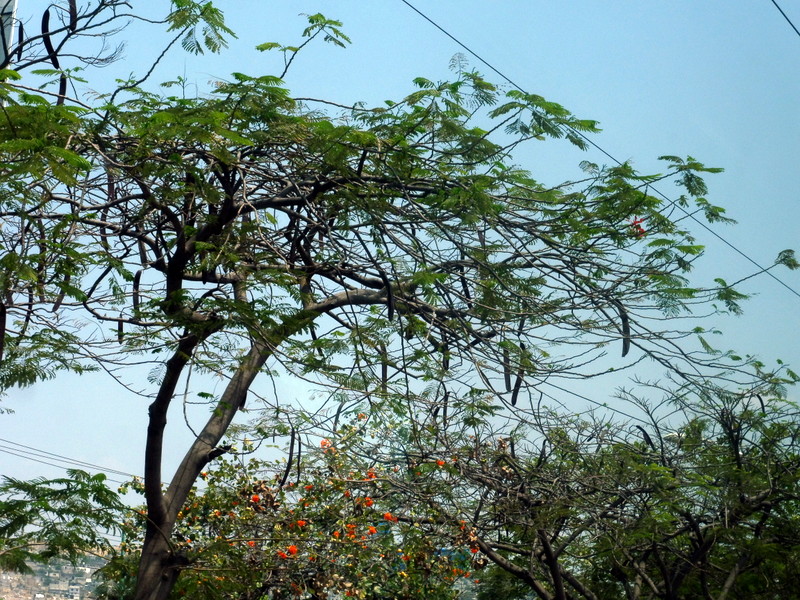 Sorte d'acacia